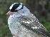  (Zonotrichia leucophrys - MBO 1541-17267)  @14 [ ] Copyright (2010) Unspecified Unspecified