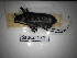  ( - SapCol131)  @11 [ ] CreativeCommons Attribution (2025) Dept Invertebrate Zoology and Hydrobiology, University of Lodz University of Lodz