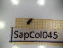  ( - SapCol045)  @11 [ ] CreativeCommons Attribution (2025) Dept Invertebrate Zoology and Hydrobiology, University of Lodz University of Lodz