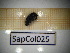  ( - SapCol025)  @11 [ ] CreativeCommons Attribution (2025) Dept Invertebrate Zoology and Hydrobiology, University of Lodz University of Lodz