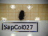  ( - SapCol027)  @11 [ ] CreativeCommons Attribution (2025) Dept Invertebrate Zoology and Hydrobiology, University of Lodz University of Lodz