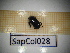  ( - SapCol028)  @11 [ ] CreativeCommons Attribution (2025) Dept Invertebrate Zoology and Hydrobiology, University of Lodz University of Lodz
