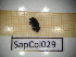  ( - SapCol029)  @11 [ ] CreativeCommons Attribution (2025) Dept Invertebrate Zoology and Hydrobiology, University of Lodz University of Lodz