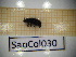  ( - SapCol030)  @11 [ ] CreativeCommons Attribution (2025) Dept Invertebrate Zoology and Hydrobiology, University of Lodz University of Lodz