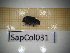  ( - SapCol031)  @11 [ ] CreativeCommons Attribution (2025) Dept Invertebrate Zoology and Hydrobiology, University of Lodz University of Lodz