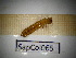 ( - SapCol065)  @11 [ ] CreativeCommons Attribution (2025) Dept Invertebrate Zoology and Hydrobiology, University of Lodz University of Lodz