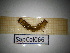  ( - SapCol066)  @11 [ ] CreativeCommons Attribution (2025) Dept Invertebrate Zoology and Hydrobiology, University of Lodz University of Lodz