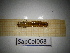  ( - SapCol068)  @11 [ ] CreativeCommons Attribution (2025) Dept Invertebrate Zoology and Hydrobiology, University of Lodz University of Lodz