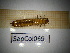  ( - SapCol069)  @11 [ ] CreativeCommons Attribution (2025) Dept Invertebrate Zoology and Hydrobiology, University of Lodz University of Lodz