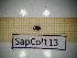  ( - SapCol113)  @11 [ ] CreativeCommons Attribution (2025) Dept Invertebrate Zoology and Hydrobiology, University of Lodz University of Lodz
