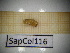  ( - SapCol116)  @11 [ ] CreativeCommons Attribution (2025) Dept Invertebrate Zoology and Hydrobiology, University of Lodz University of Lodz