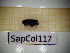  ( - SapCol117)  @11 [ ] CreativeCommons Attribution (2025) Dept Invertebrate Zoology and Hydrobiology, University of Lodz University of Lodz