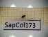  ( - SapCol173)  @11 [ ] CreativeCommons Attribution (2025) Dept Invertebrate Zoology and Hydrobiology, University of Lodz University of Lodz