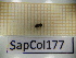  ( - SapCol177)  @11 [ ] CreativeCommons Attribution (2025) Dept Invertebrate Zoology and Hydrobiology, University of Lodz University of Lodz