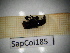  ( - SapCol185)  @11 [ ] CreativeCommons Attribution (2025) Dept Invertebrate Zoology and Hydrobiology, University of Lodz University of Lodz