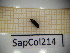  ( - SapCol214)  @11 [ ] CreativeCommons Attribution (2025) Dept Invertebrate Zoology and Hydrobiology, University of Lodz University of Lodz