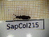  ( - SapCol215)  @11 [ ] CreativeCommons Attribution (2025) Dept Invertebrate Zoology and Hydrobiology, University of Lodz University of Lodz