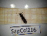  ( - SapCol216)  @11 [ ] CreativeCommons Attribution (2025) Dept Invertebrate Zoology and Hydrobiology, University of Lodz University of Lodz