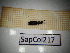  ( - SapCol217)  @11 [ ] CreativeCommons Attribution (2025) Dept Invertebrate Zoology and Hydrobiology, University of Lodz University of Lodz