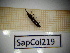  ( - SapCol219)  @11 [ ] CreativeCommons Attribution (2025) Dept Invertebrate Zoology and Hydrobiology, University of Lodz University of Lodz