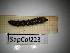  ( - SapCol223)  @11 [ ] CreativeCommons Attribution (2025) Dept Invertebrate Zoology and Hydrobiology, University of Lodz University of Lodz