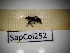  ( - SapCol252)  @11 [ ] CreativeCommons Attribution (2025) Dept Invertebrate Zoology and Hydrobiology, University of Lodz University of Lodz