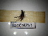  ( - SapCol253)  @11 [ ] CreativeCommons Attribution (2025) Dept Invertebrate Zoology and Hydrobiology, University of Lodz University of Lodz