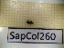  ( - SapCol260)  @11 [ ] CreativeCommons Attribution (2025) Dept Invertebrate Zoology and Hydrobiology, University of Lodz University of Lodz