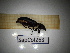  ( - SapCol263)  @11 [ ] CreativeCommons Attribution (2025) Dept Invertebrate Zoology and Hydrobiology, University of Lodz University of Lodz