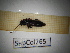 ( - SapCol265)  @11 [ ] CreativeCommons Attribution (2025) Dept Invertebrate Zoology and Hydrobiology, University of Lodz University of Lodz
