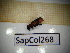  (Thanasinus formnicarius - SapCol268)  @11 [ ] CreativeCommons Attribution (2025) Dept Invertebrate Zoology and Hydrobiology, University of Lodz University of Lodz