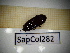  ( - SapCol282)  @11 [ ] CreativeCommons Attribution (2025) Dept Invertebrate Zoology and Hydrobiology, University of Lodz University of Lodz