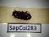  ( - SapCol283)  @11 [ ] CreativeCommons Attribution (2025) Dept Invertebrate Zoology and Hydrobiology, University of Lodz University of Lodz