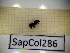 ( - SapCol286)  @11 [ ] CreativeCommons Attribution (2025) Dept Invertebrate Zoology and Hydrobiology, University of Lodz University of Lodz