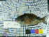  (Sparisoma aurofrenatum - stri-21283)  @14 [ ] Unspecified (default): All Rights Reserved  Unspecified Unspecified