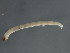  ( - 10PROBE-20490)  @12 [ ] CreativeCommons - Attribution (2010) CBG Photography Group Centre for Biodiversity Genomics