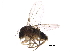  (Megaselia hirticaudata - LACM_BOLD_067)  @11 [ ] CreativeCommons - Attribution (2017) CBG Photography Group Centre for Biodiversity Genomics