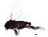  ( - LACM_BOLD_118)  @14 [ ] CreativeCommons - Attribution (2017) CBG Photography Group Centre for Biodiversity Genomics