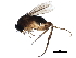  ( - LACM_BOLD_135)  @11 [ ] CreativeCommons - Attribution (2017) CBG Photography Group Centre for Biodiversity Genomics