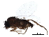  (Megaselia ilca - LACM_BOLD_138)  @14 [ ] CreativeCommons - Attribution (2017) CBG Photography Group Centre for Biodiversity Genomics