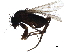  ( - LACM_BOLD_155)  @13 [ ] CreativeCommons - Attribution (2017) CBG Photography Group Centre for Biodiversity Genomics