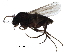  ( - LACM_BOLD_160)  @13 [ ] CreativeCommons - Attribution (2017) CBG Photography Group Centre for Biodiversity Genomics
