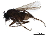  ( - LACM_BOLD_161)  @13 [ ] CreativeCommons - Attribution (2017) CBG Photography Group Centre for Biodiversity Genomics