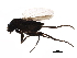 ( - LACM_BOLD_181)  @13 [ ] CreativeCommons - Attribution (2017) CBG Photography Group Centre for Biodiversity Genomics