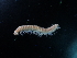  ( - BGE_00520_D11)  @11 [ ] Copyright (c) (2024) Unspecified Croatian Biospeleological Society