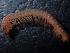 (Attemsia coniuncta - BGE_00520_G01)  @11 [ ] Copyright (c) (2024) Unspecified Croatian Biospeleological Society