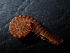  (Attemsia - BGE_00520_F11)  @11 [ ] Copyright (c) (2024) Unspecified Croatian Biospeleological Society