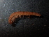  (Attemsia - BGE_00514_G10)  @11 [ ] Copyright (c) (2024) Unspecified Croatian Biospeleological Society