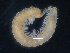  (Dyocerasoma drimicum - BGE_00514_A11)  @11 [ ] Copyright (c) (2025) Unspecified University of Belgrade - Faculty of Biology