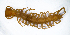  (Eupolybothrus sp. 1 - BGE_00514_B10)  @11 [ ] Copyright (c) (2025) Unspecified University of Belgrade - Faculty of Biology